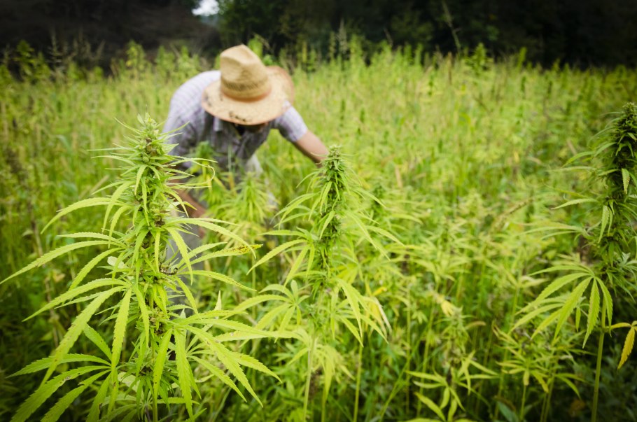 Кенаф растение