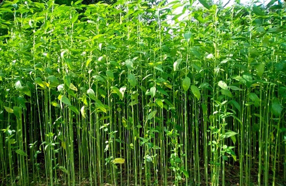 Кенаф растение