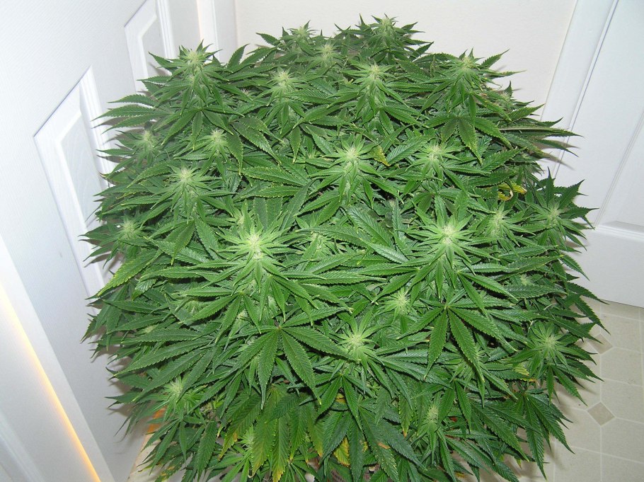 Крапива коноплевая (коноплевидная)