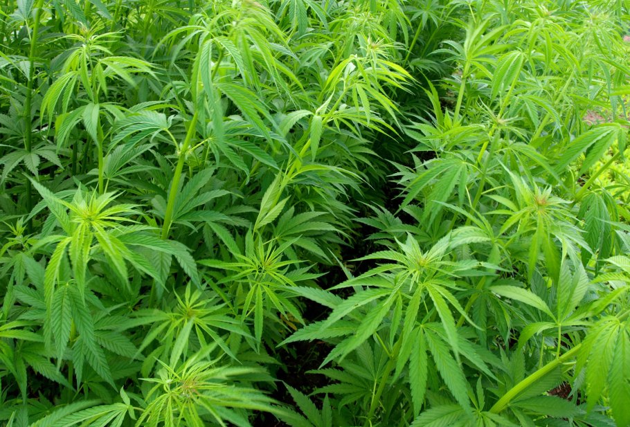 Манильская конопля