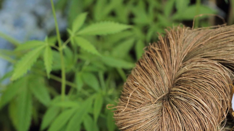 Гибискус коноплевый растение