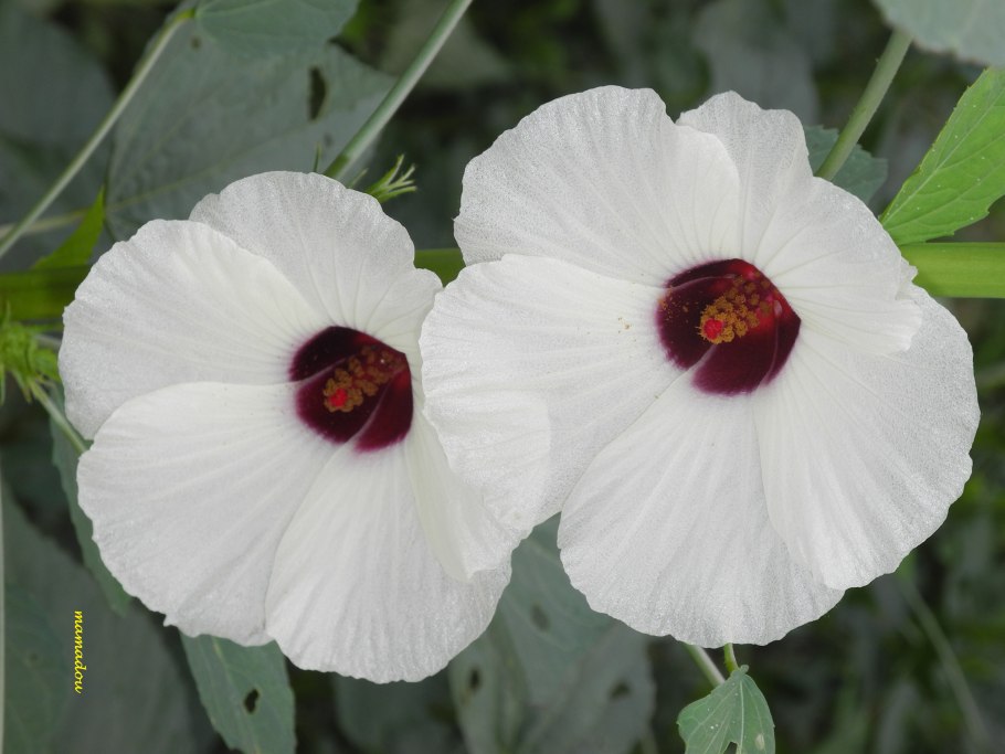 Кенаф гибискус