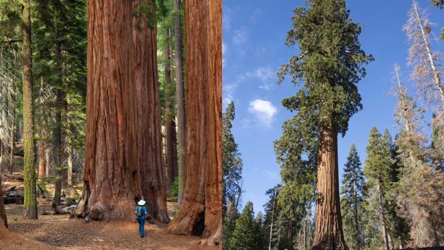 Парк Секвойя территория