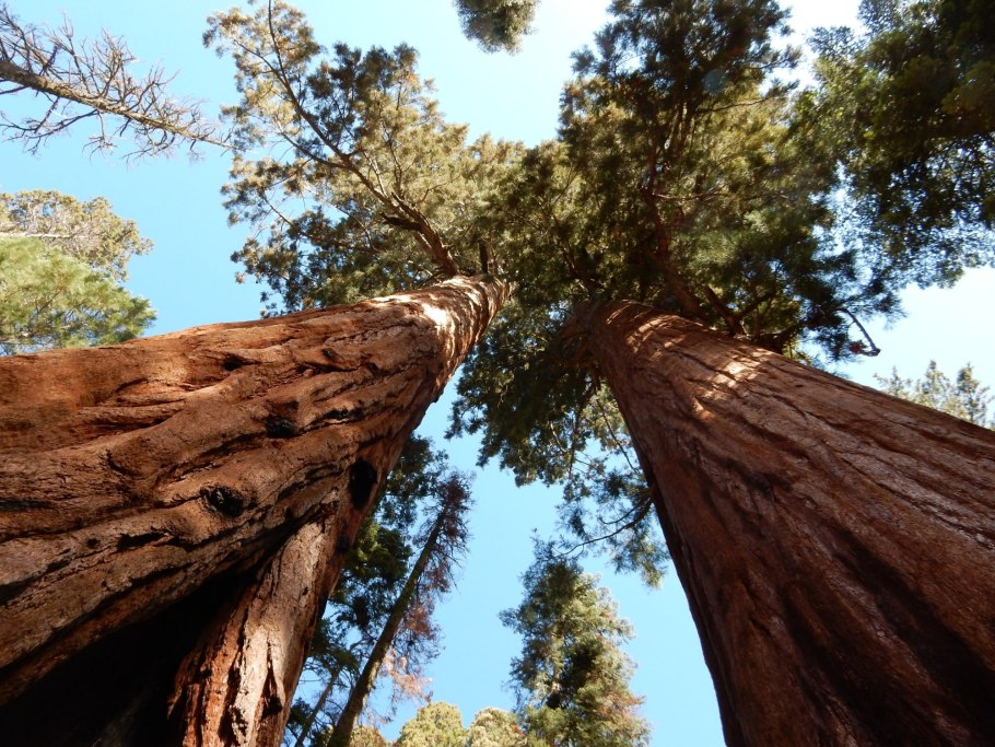 Секвойя молодая