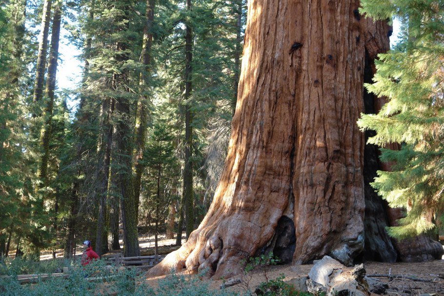 Секвойя парк Екатеринбург