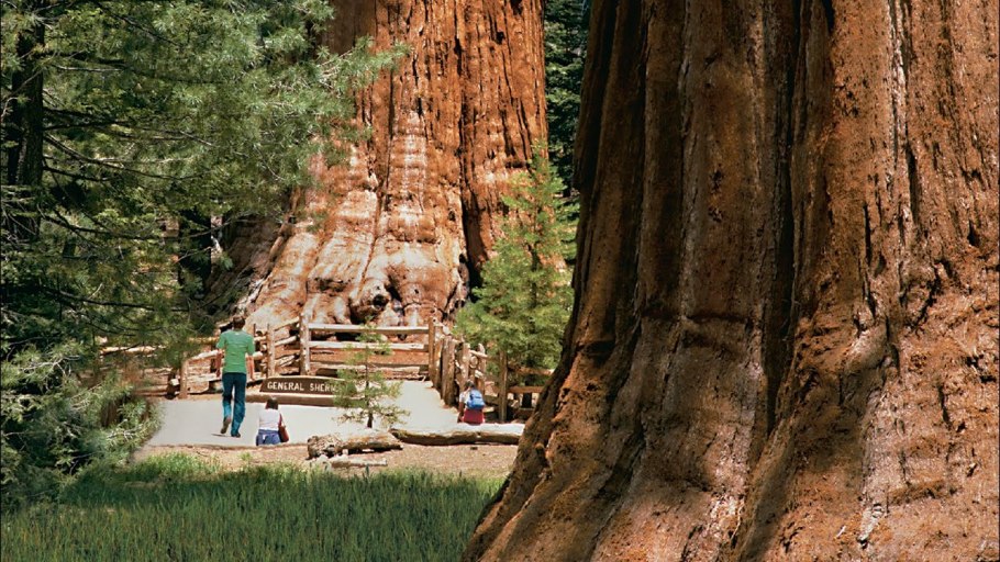 Секвойя эндемик