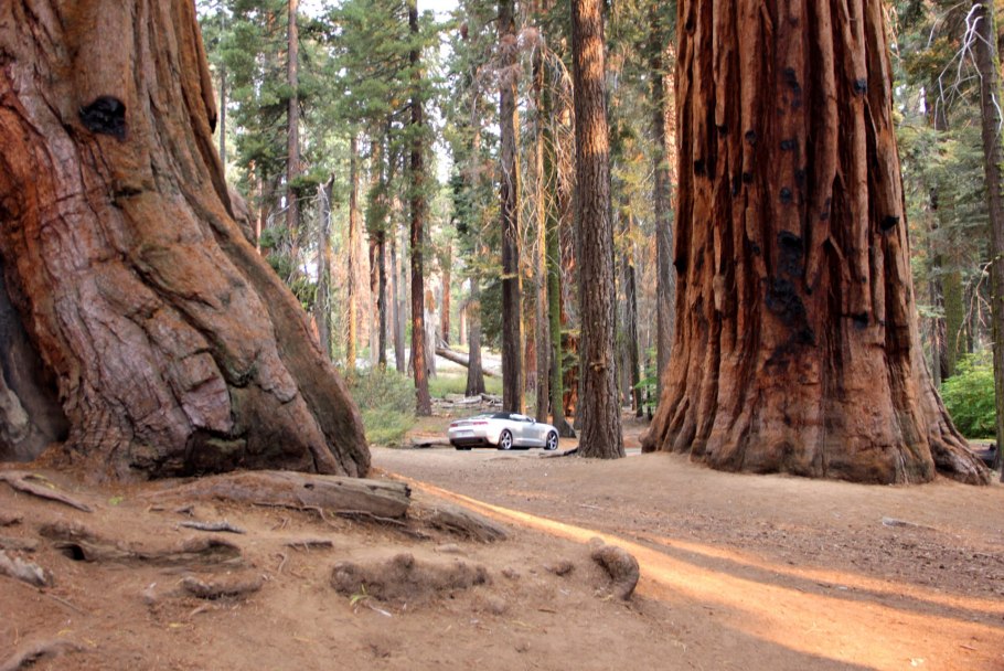 Симферополь Секвойя