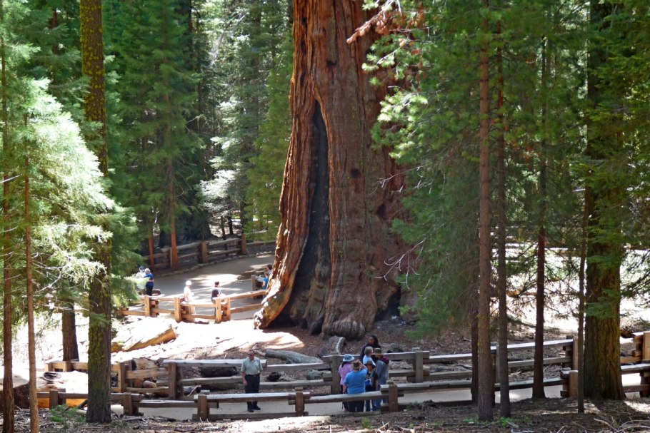 Секвойя вечнозелёная максимальная высота