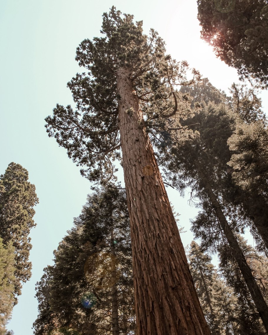 Секвойядендрон гигантский Мамонтово дерево