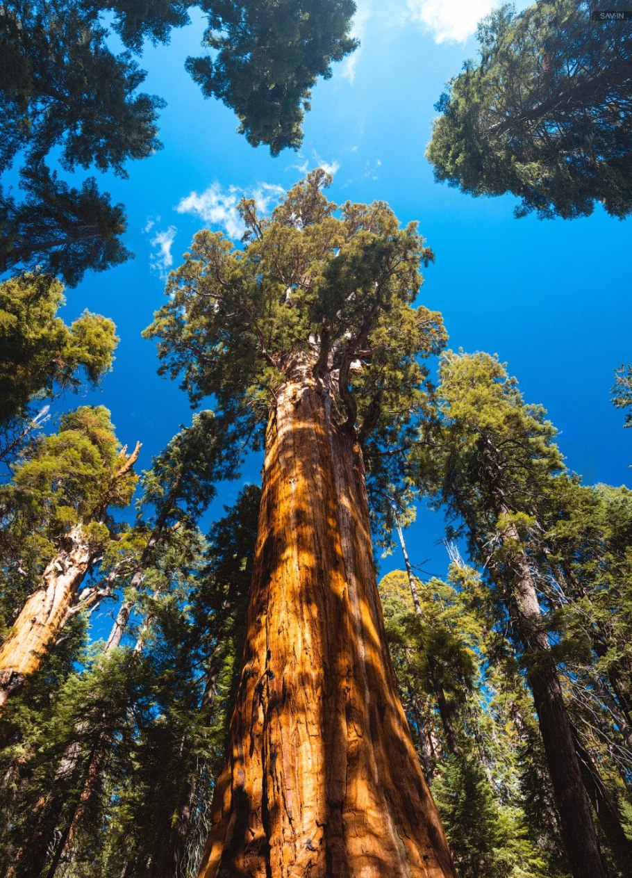 Секвойя дерево Германия