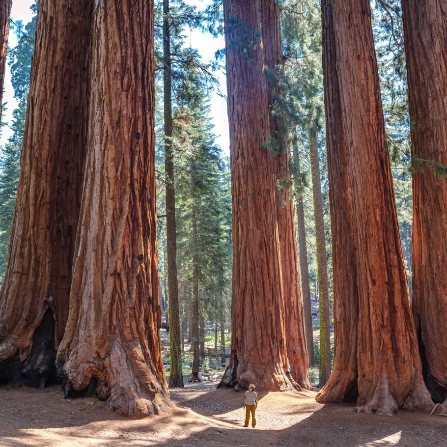 Секвойя Япония