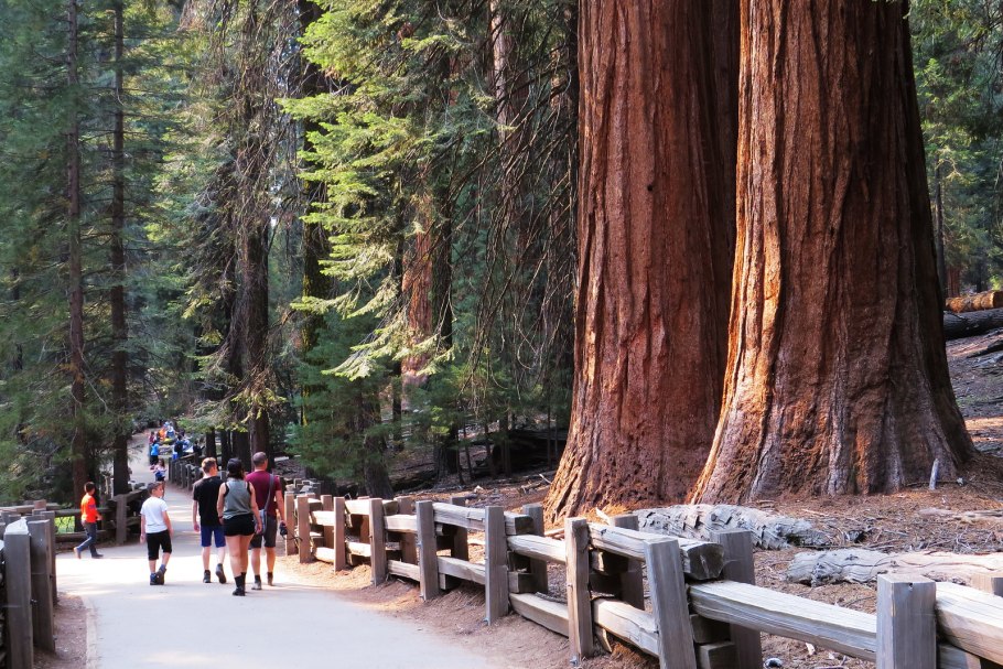 Секвойя Нешнел парк