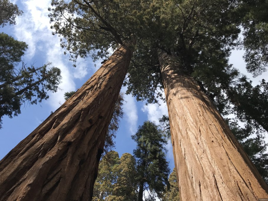 Секвойя-парк Ильф и Петров