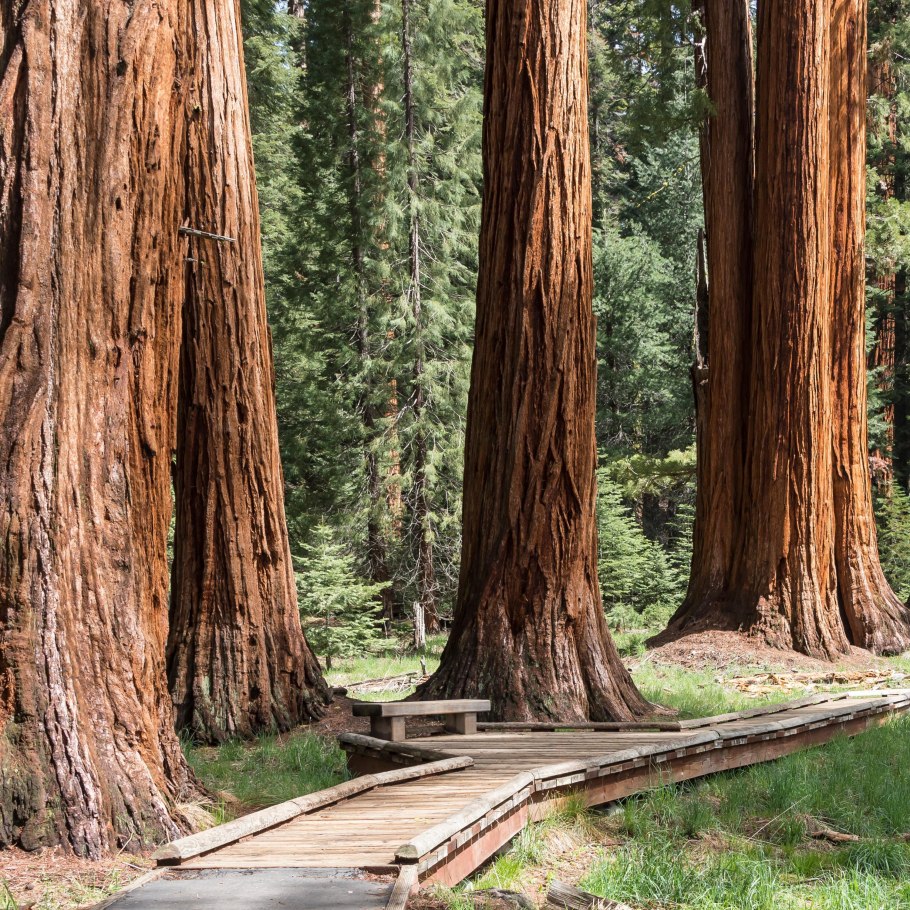 Секвойя дерево симпсоны