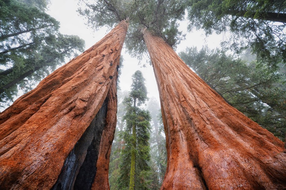 Секвойя вечнозеленая - Sequoia sempervirens кора