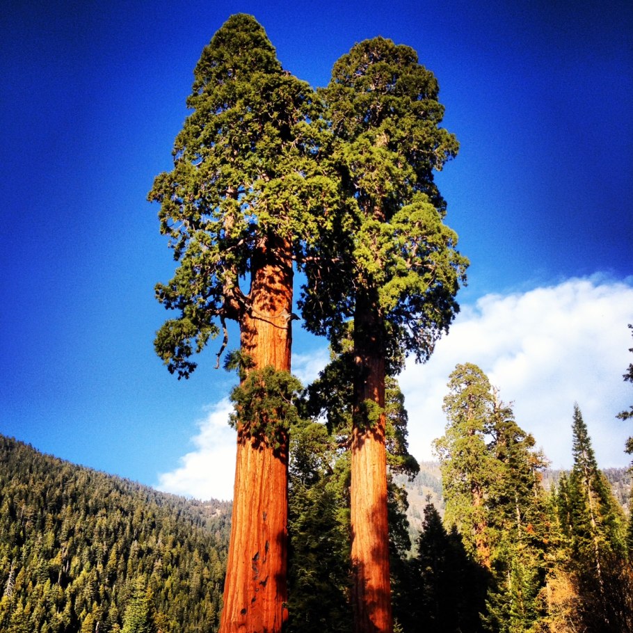Национальный парк Секвойя