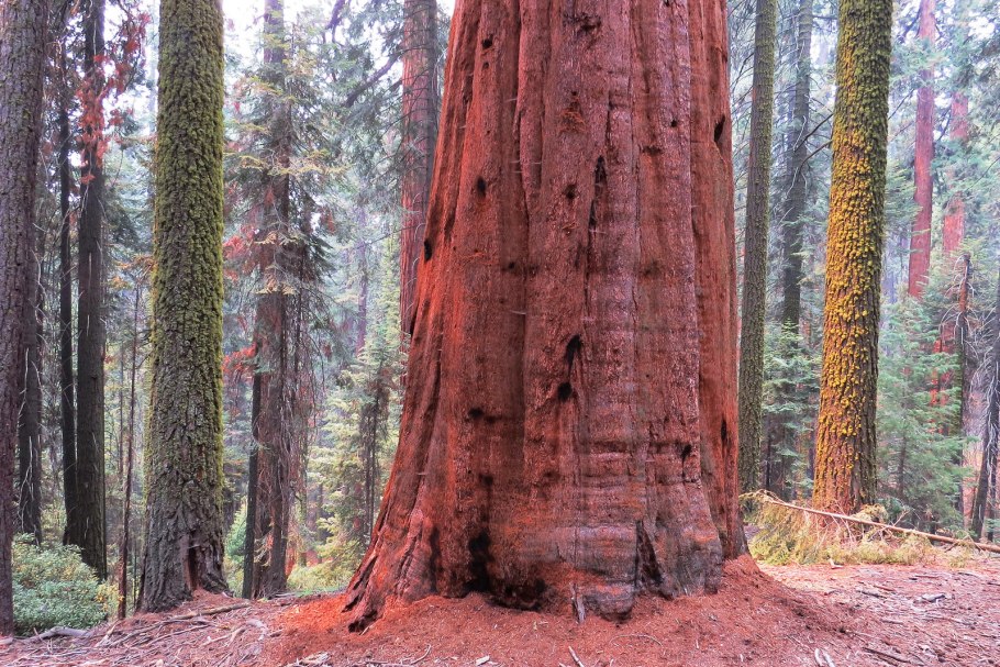 Секвойя Шервуд