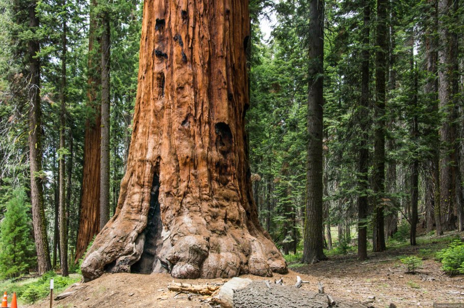 Калифорнийская Секвойя