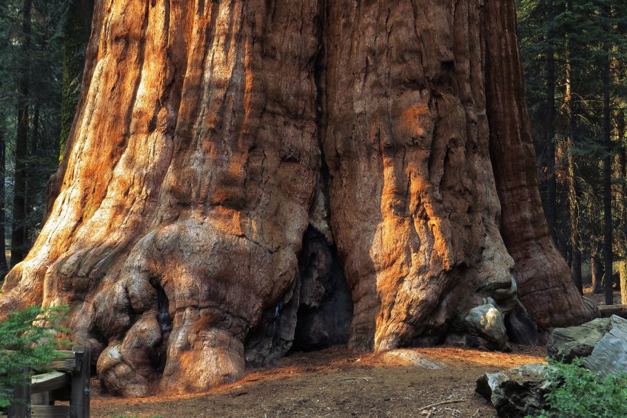 Растения Северной Америки Секвойя