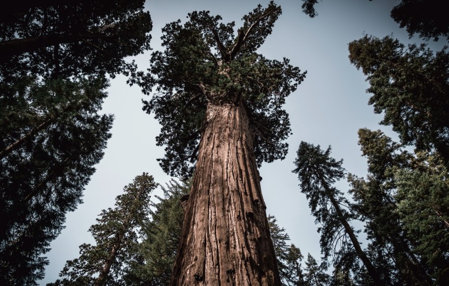 Лесной великан Перу