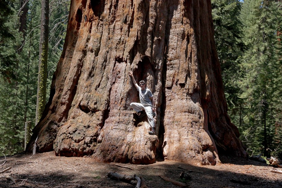 Секвой интерпретация