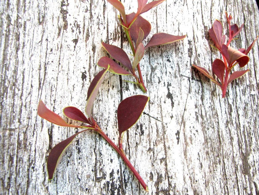 Барбарис Тунберга отводками