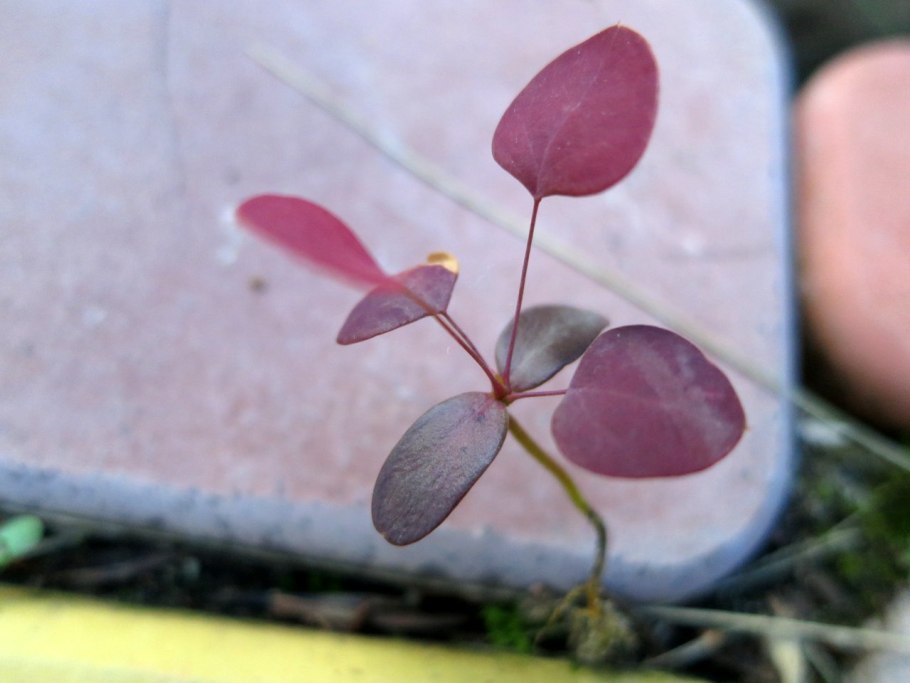 Барбарис Тунберга семена