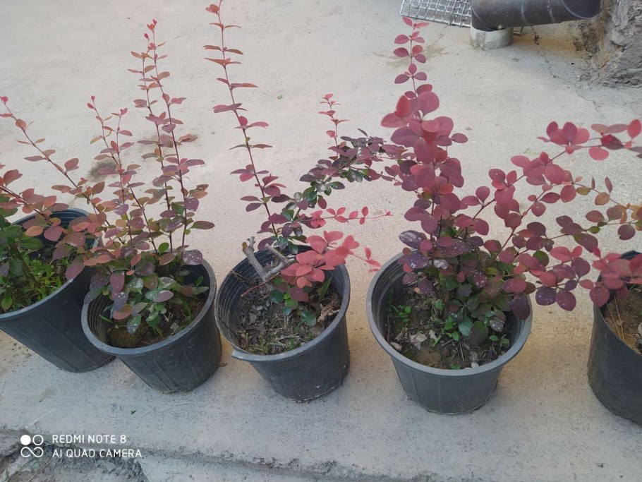 Барбарис Тунберга Bagatelle