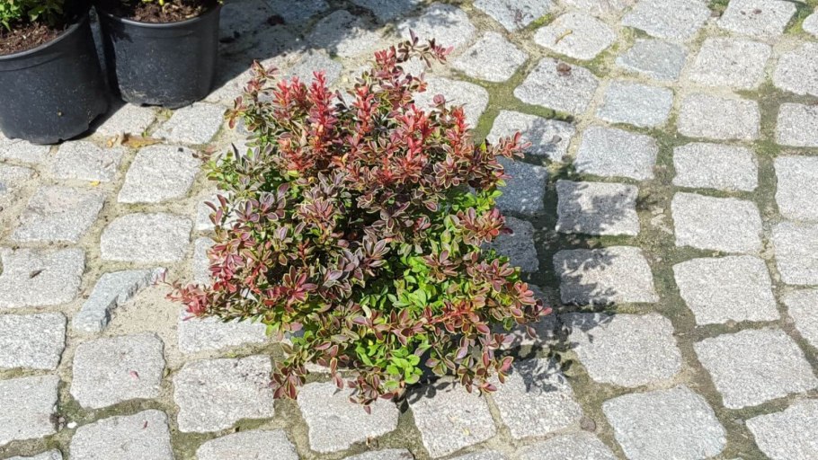 Черенкуем самшит