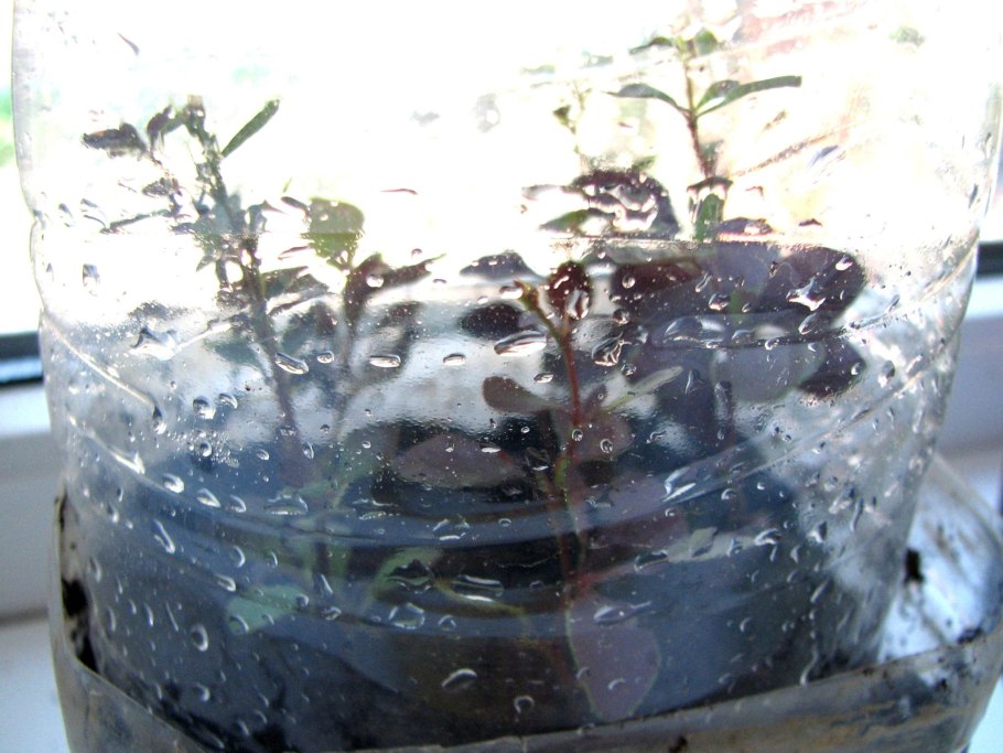 Барбарис Конкорд Coronita