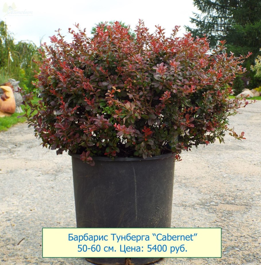 Сеянец барбариса