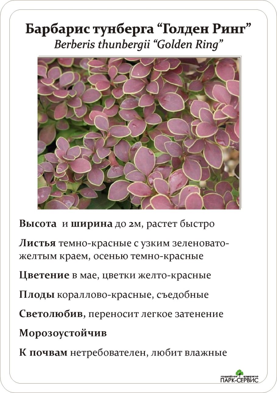 Проявление полярности у черенков ивы: