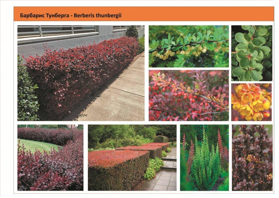 Азотные удобрения для барбариса