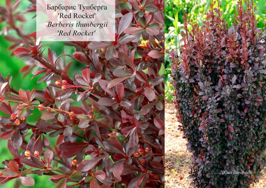 Ростки спиреи