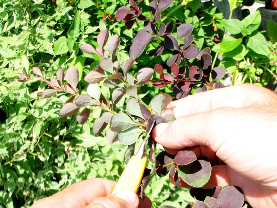 Барбарис Тунберга черенки