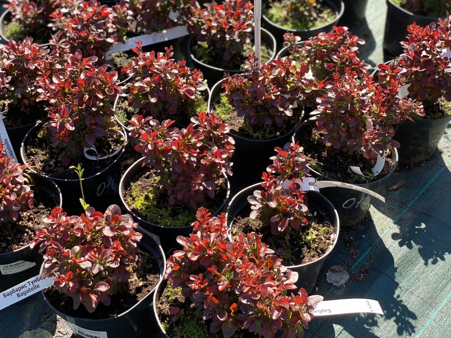 Черенкование гортензии