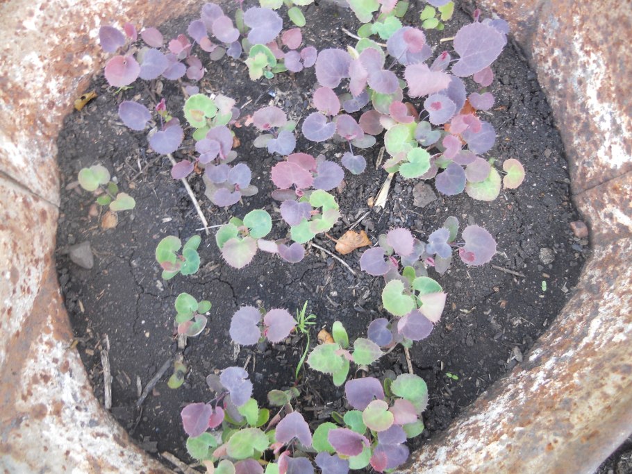 Кизильник и Барбарис