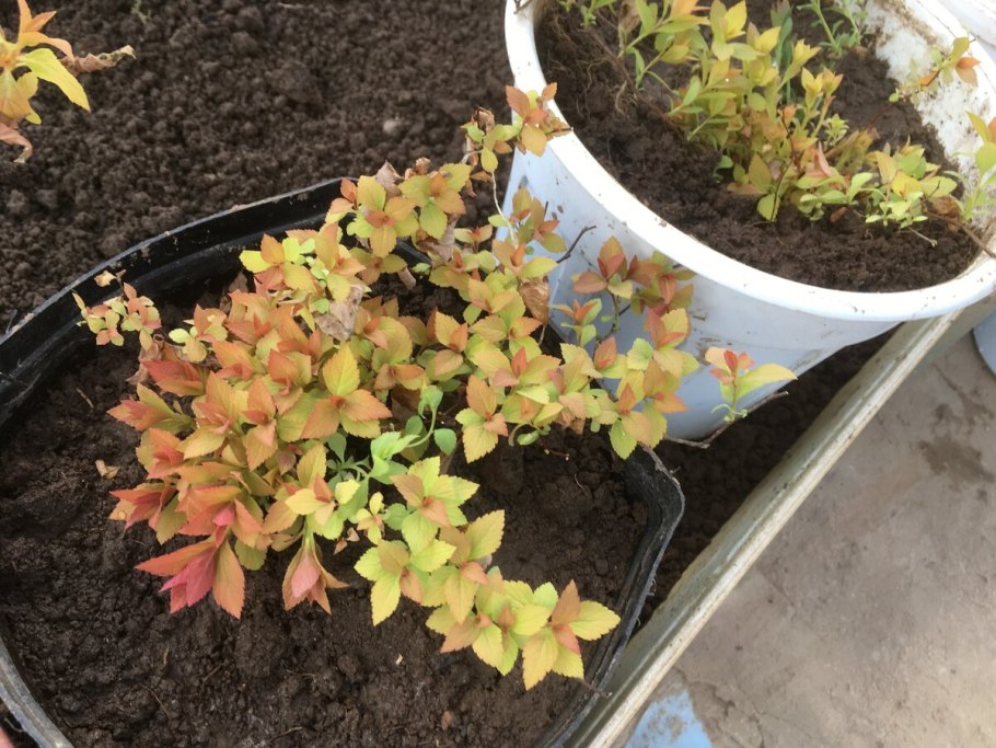 Барбарис весной сухой