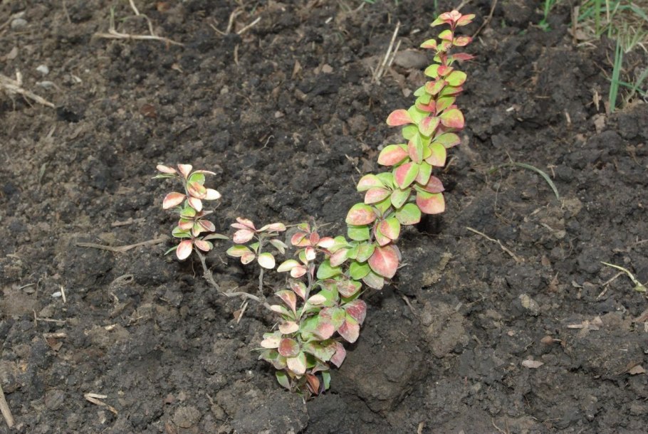 Барбарис Тунберга Berberis thunbergii Silver Pillar p9
