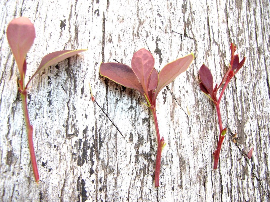 Барбарис Тунберга отводками