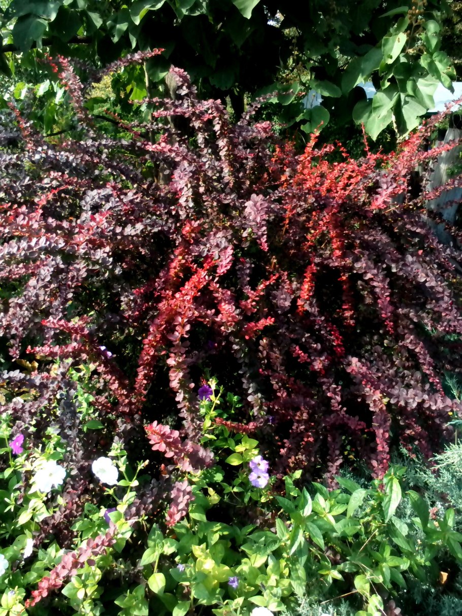 Обрезка барбариса в июле и августе