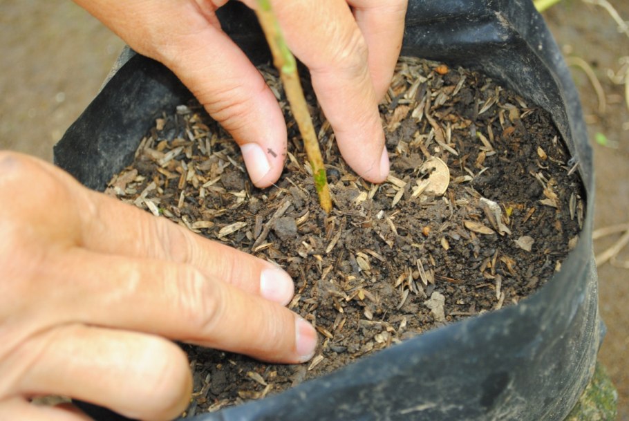 Кипарис Тунберга