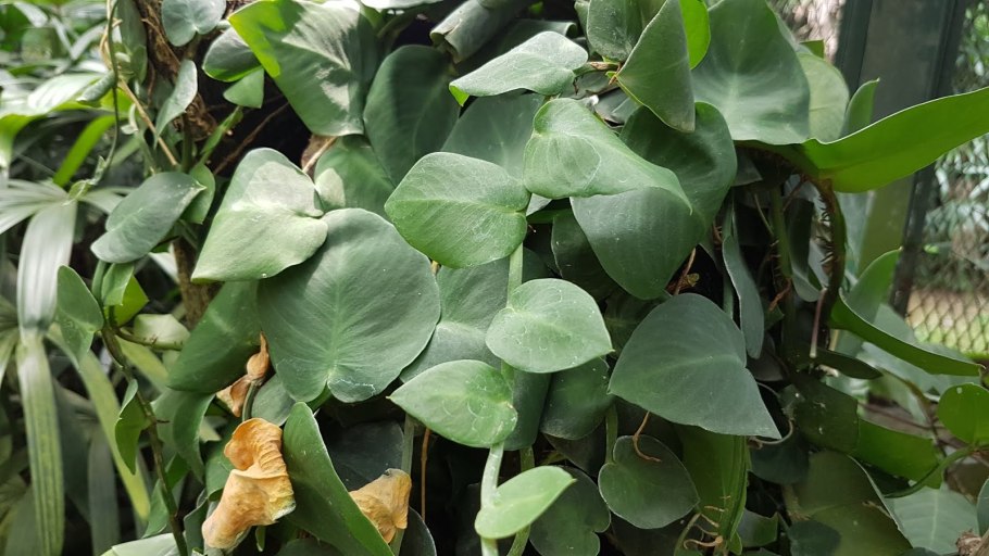 Филодендрон драгон Тейл