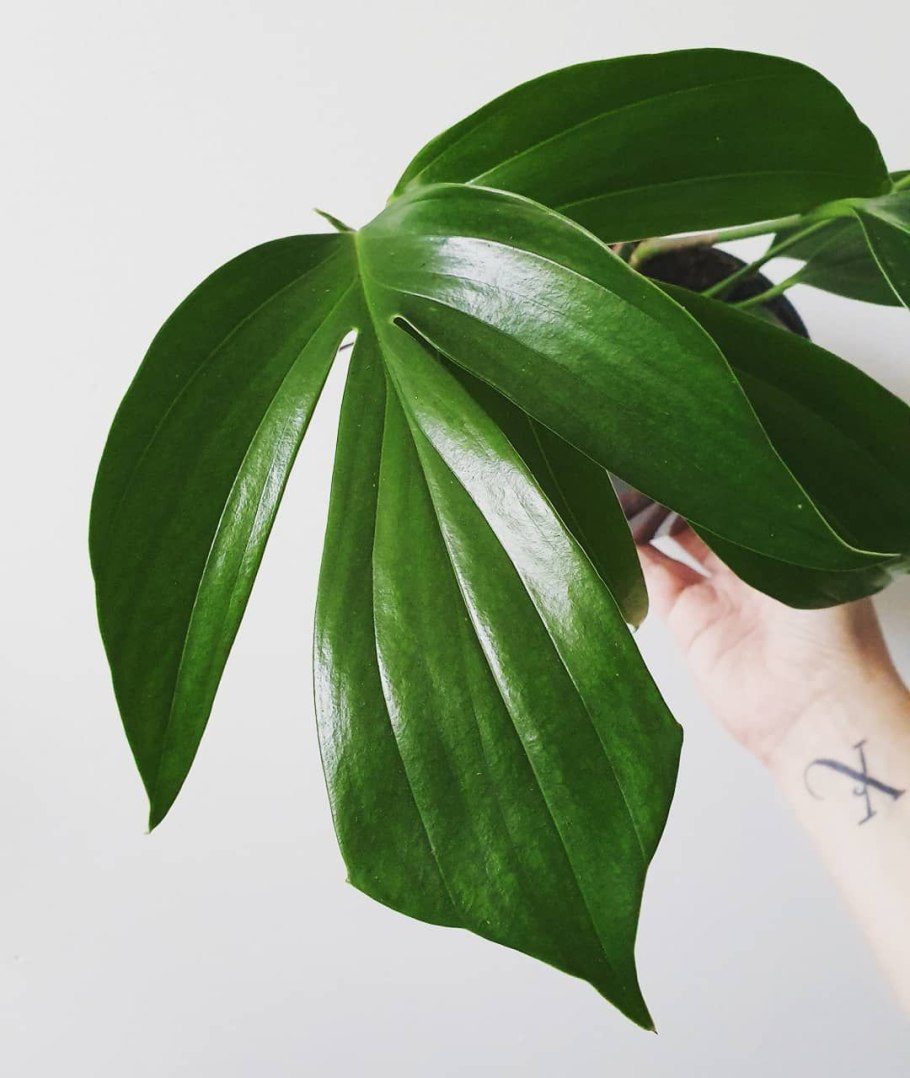 Филодендрон лайм фидли