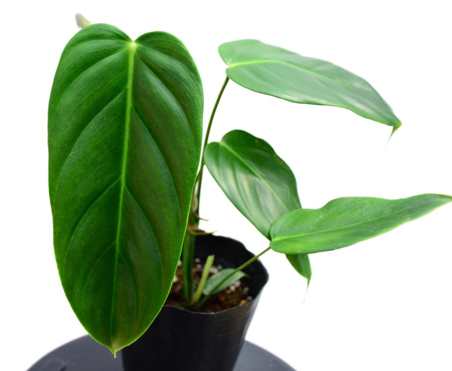 Эпипремнум - пиннатум (Epipremnum pinnatum 'Happy Leaf')