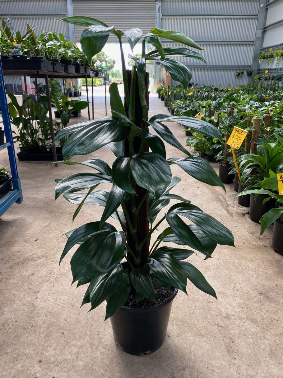 Филодендрон мексиканум