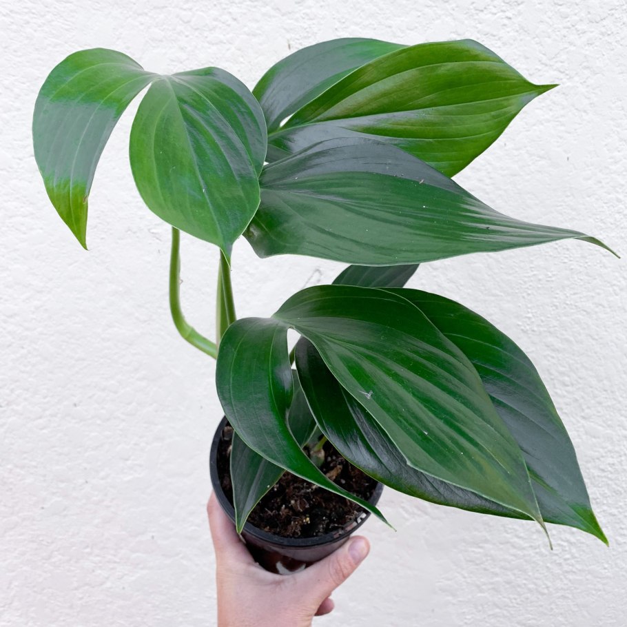 Эпипремнум пиннатум