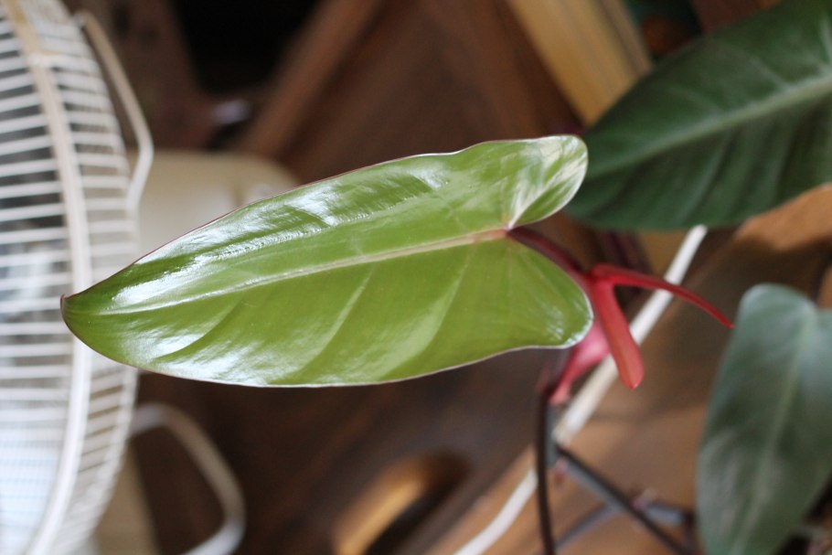 Сингониум эритрофиллум