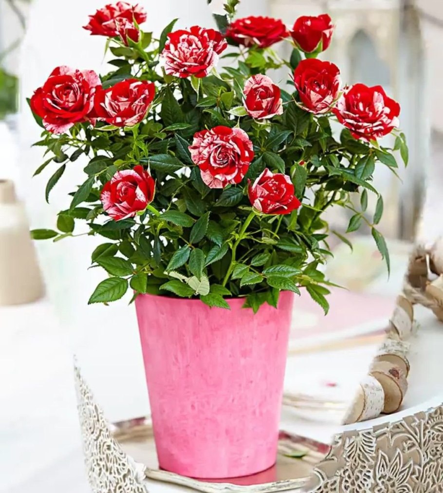 Роза Кордана Джиджи