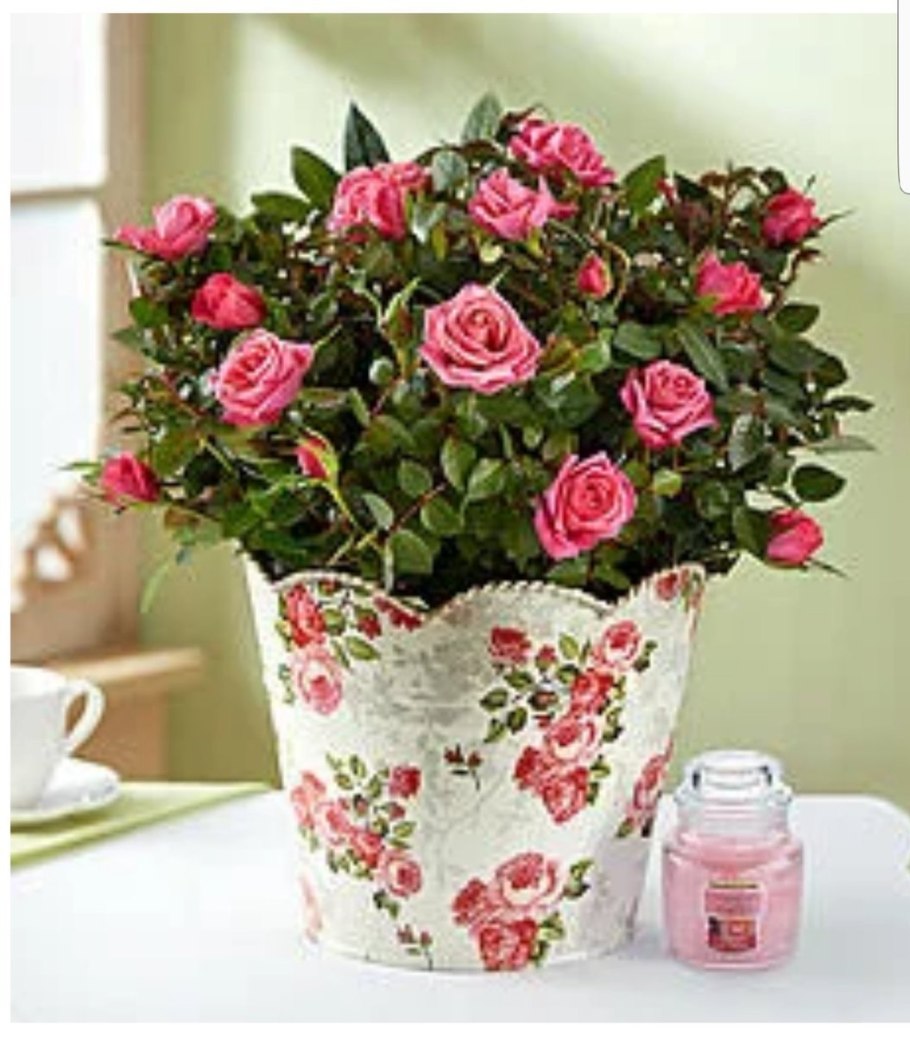 Роза комнатная мелколистная